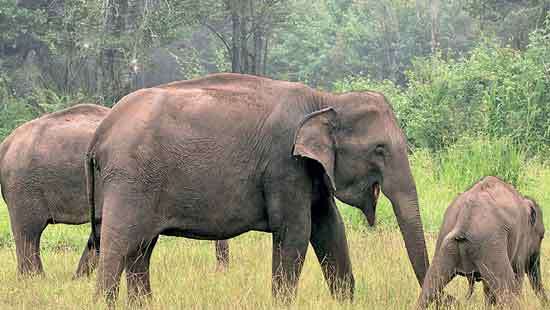 Eyebrows raised  as elephant deaths mount