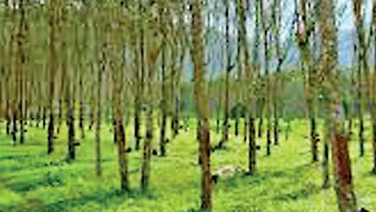Urgent action required to safeguard Sri Lanka’s rubber cultivation from leaf disease
