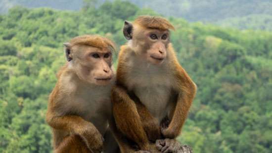 Toque monkey sterilisation project fails