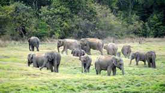 Govt. spends Rs.2,800 mn annually on elephant repellents