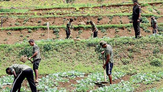 Army and rehabilitated LTTE cadres carry out agricultural projects