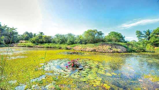 Colombo wetlands: Dying lungs of a bustling city