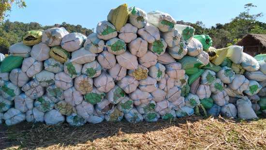 One arrested with dried cannabis worth Rs.80mn