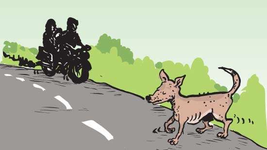 Fatal motorcycle accident involving stray dog uncovers man’s secret relationship; wife identifies body