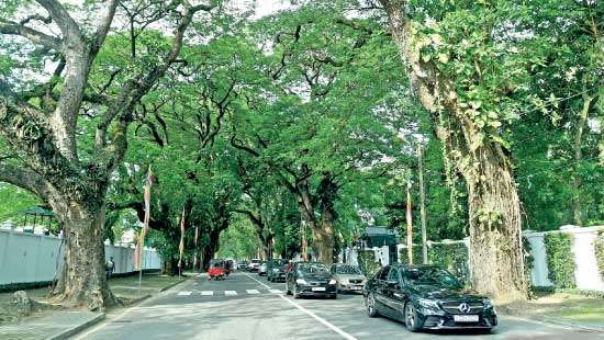Conserving greenery  in Asia’s Garden City