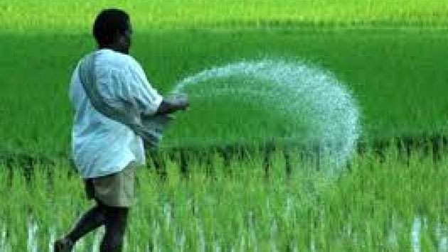 Fertiliser subsidy for paddy farmers increased from October 1