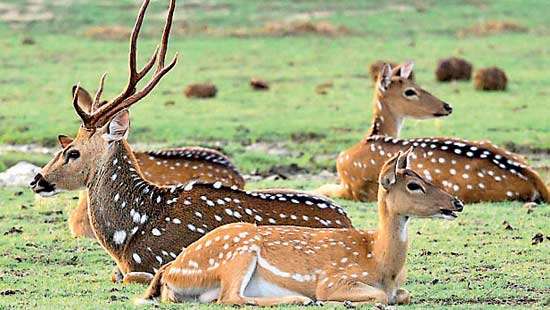 Reception of wildlife on World Wildlife Day 2025