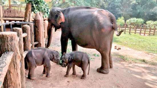 Twin elephant calves now on public display