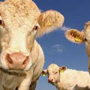 No health risks from cow measles: Expert