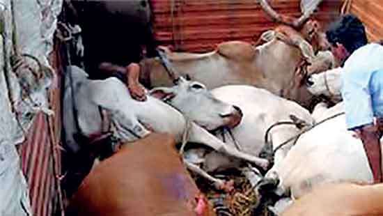 Govt. to impose stricter punishment for cattle theft