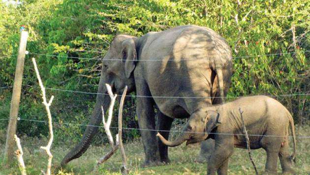 43 elephants dead within January alone: Minister