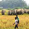 Unusual activities reported in areas of elephant-human conflicts: Veterinarians’ Association