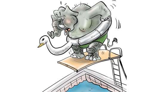 Swan continues to haunt the elephant camp?