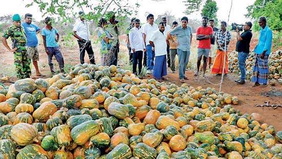 Pumpkin farmers face heavy losses amid market crash