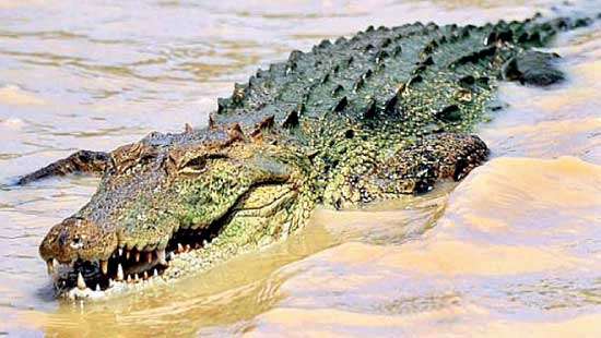 Diver killed in crocodile attack in Dehiwala beach