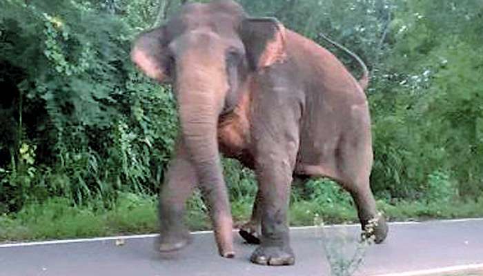 Jumbo sprint prompt pandemonium in Thanamalwila