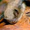 Canadian boy dies of rabies after waking to bat on his face