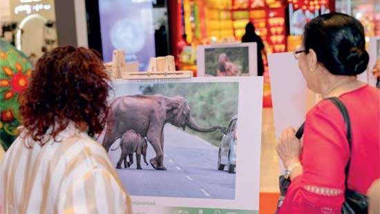 Spa Ceylon shines a lens on the Human-Elephant conflict