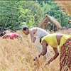 Paddy Marketing Board to begin Yala paddy purchases on July 15