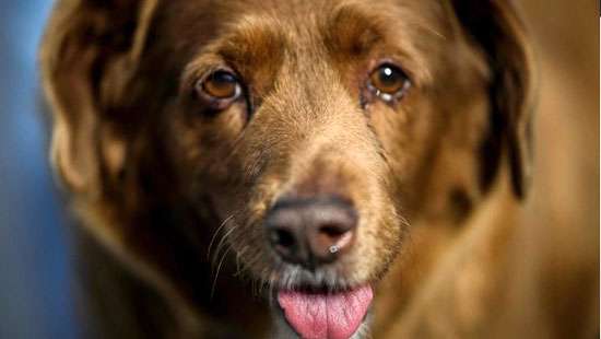World’s oldest dog ever, Bobi, dies aged 31