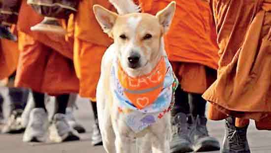 All steps to ensure health and safety of ‘Aloka’,: Sri Lanka Veterinary Association