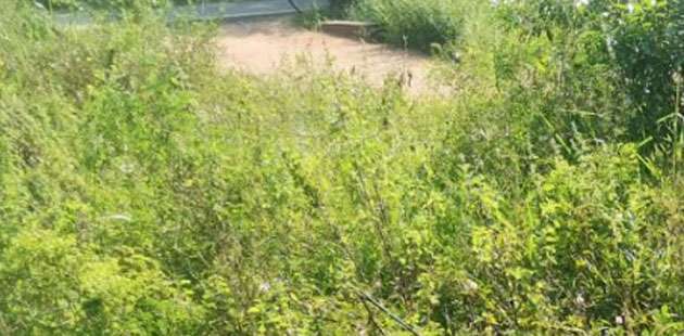 Man killed in wild elephant attack