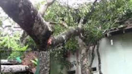 Probe into fall of tree at Rajawaka school