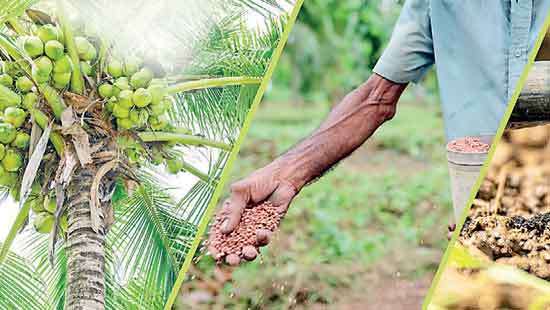 DIMO Agribusinesses offers effective solutions for enhancing coconut harvests