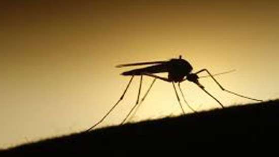 Dengue claims two more lives