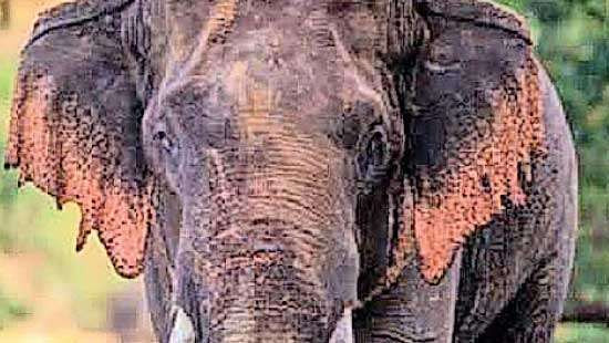 Tusker ‘Revatha’ dies of electrocution