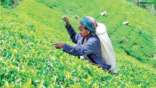 Tea exports down 22% in March, 15% in first quarter