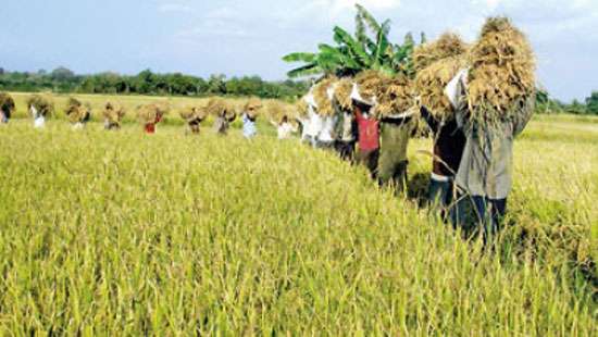 Trade ministry submits rice stock report to President