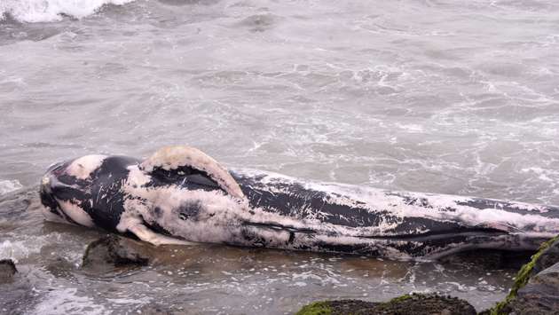 Short-finned pilot whale found dead