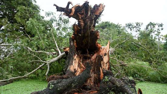 Bad weather uproots trees in Colombo