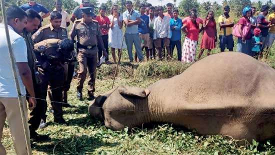 Pregnant elephant shot dead