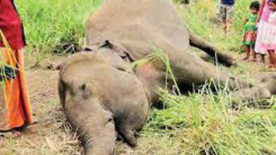 Killing of wild elephants going on unchecked