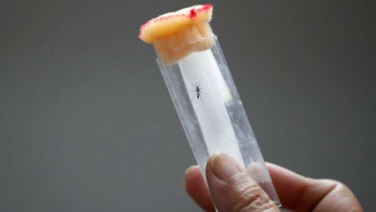 First pill for dengue shows promise in human challenge trial