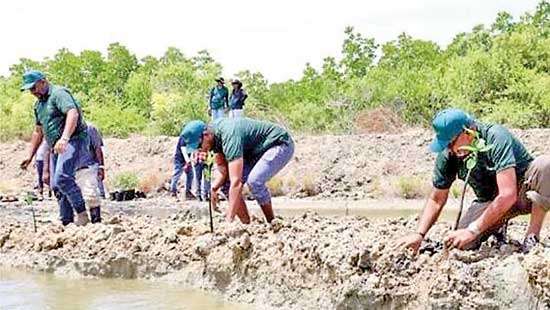 SLT-Mobitel reaffirms commitment to environment with mangrove restoration project