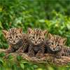 Public invited to name Pinnawala Zoo’s three fishing cat cubs
