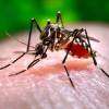 Dengue outbreak shuts Colombo Visual and Performing Arts University