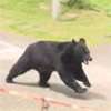 Bear opens window in factory escape, Japanese police say