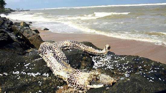 A dead moray eel was seen washed ashore on the Wellawatte beach