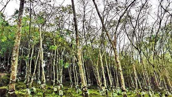 Disease-battered rubber plantations on the brink; call for govt. support to ensure industry’s survival