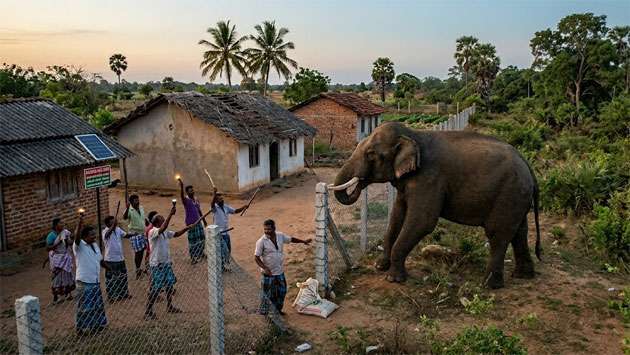 Three villagers trampled to death in Anuradhapura