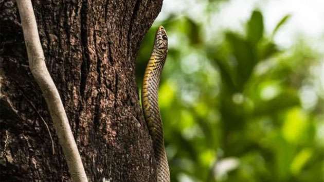 Children fall ill in India ’after dead snake found in school meal’