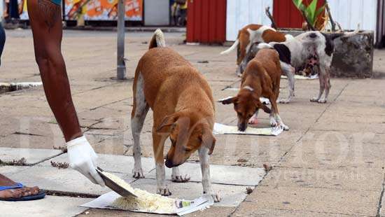 Feeding street dogs