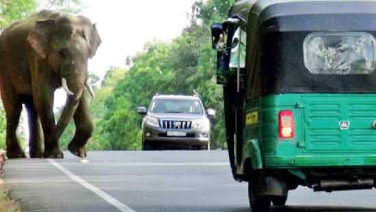 Wild elephants obstruct traffic on Dambulla- Habarana Road