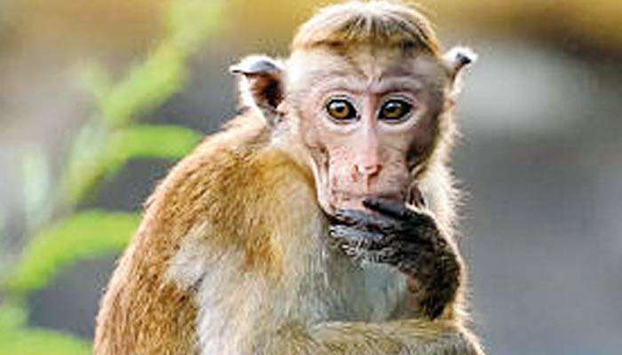 Dy. Minister says Relocate toque monkeys to an island, feed them similar to an alms-giving tradition