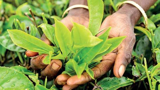 Tea prices rise in August but trail 2024 levels