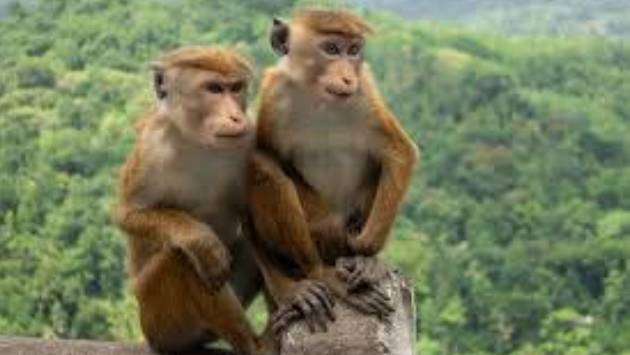 All geared-up to conduct first-ever animal census